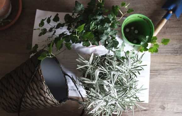 Ten tips to help your houseplants survive the winter