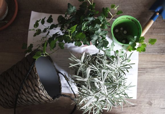 Ten tips to help your houseplants survive the winter